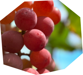 ぶどう