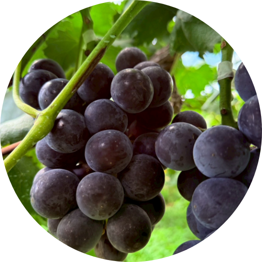 ぶどう