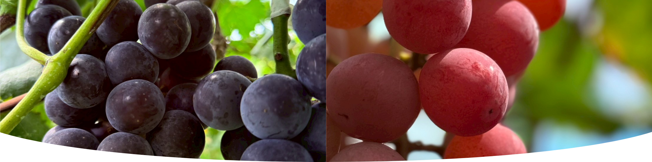 私たちについて